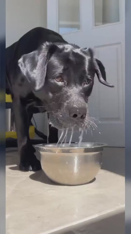 Dog drinking water from metal bowl with splashes on floor