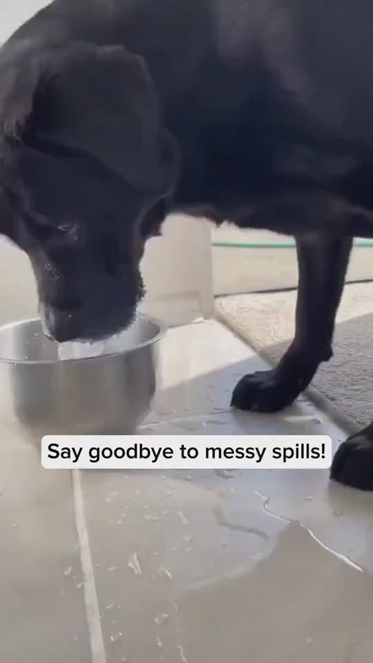 Dog drinking from anti-spill water bowl